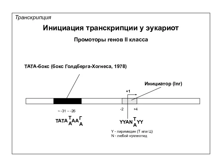 Транскрипция Инициация транскрипции у эукариот Промоторы генов II класса ТАТА-бокс (бокс