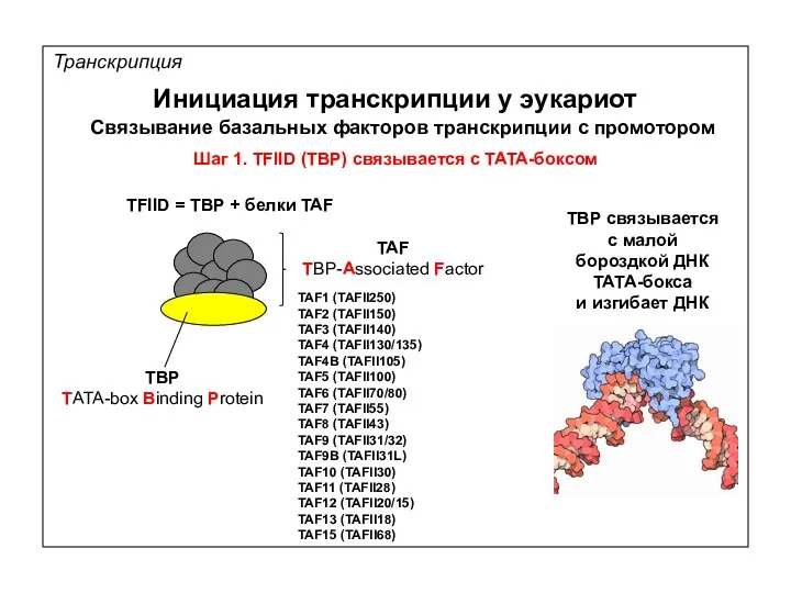 Транскрипция Инициация транскрипции у эукариот Связывание базальных факторов транскрипции с промотором