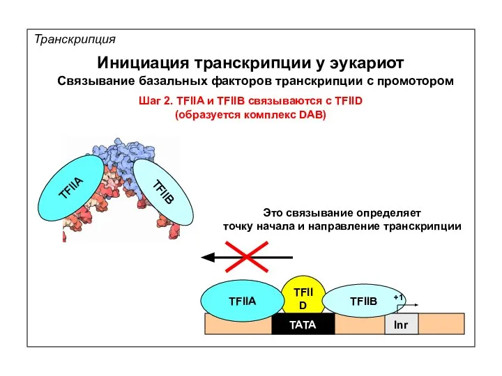 TFIID Транскрипция Инициация транскрипции у эукариот Связывание базальных факторов транскрипции с