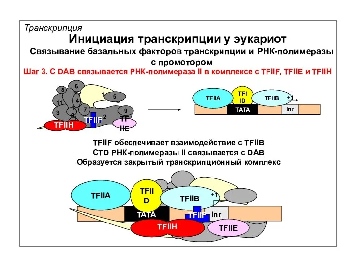 TFIID Транскрипция Инициация транскрипции у эукариот Связывание базальных факторов транскрипции и