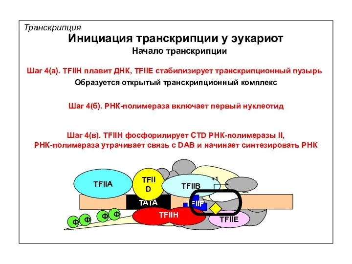 Транскрипция Инициация транскрипции у эукариот Начало транскрипции Шаг 4(а). TFIIH плавит