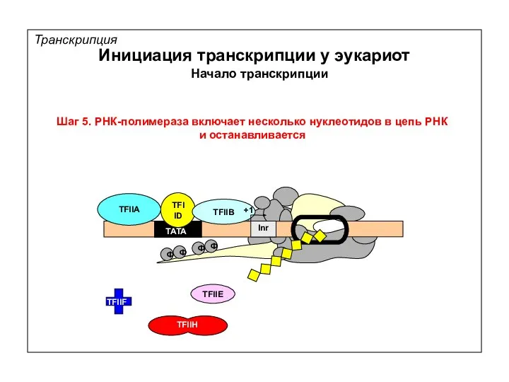 Транскрипция Инициация транскрипции у эукариот Шаг 5. РНК-полимераза включает несколько нуклеотидов