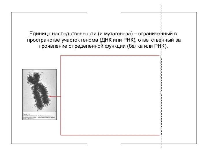 ГЕН Единица наследственности (и мутагенеза) – ограниченный в пространстве участок генома