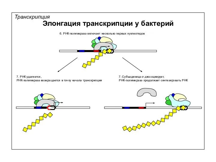 Транскрипция Элонгация транскрипции у бактерий 6. РНК-полимераза включает несколько первых нуклеотидов