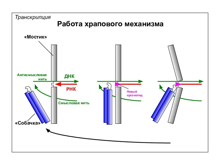 Транскрипция Работа храпового механизма ДНК «Собачка» «Мостик» РНК Новый нуклеотид Смысловая нить Антисмысловая нить