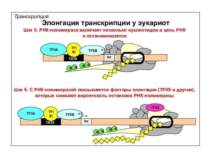 Транскрипция Элонгация транскрипции у эукариот TATA TFIIA TFIID TFIIB Inr +1