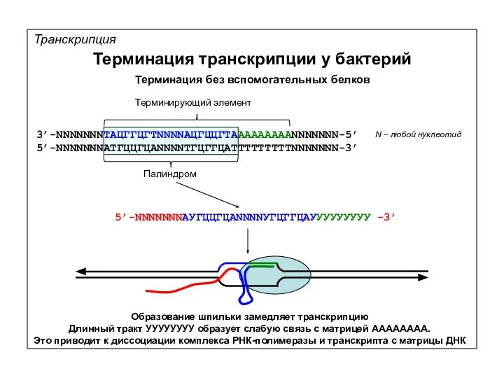 Транскрипция Терминация транскрипции у бактерий 3’-NNNNNNNТАЦГГЦГТNNNNАЦГЦЦГТАААААААААNNNNNNN-5’ 5’-NNNNNNNАТГЦЦГЦАNNNNТГЦГГЦАТТТТТТТТТNNNNNNN-3’ Терминирующий элемент Палиндром N