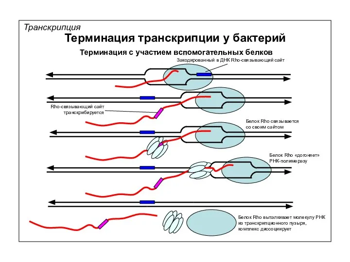 Белок Rho связывается со своим сайтом Транскрипция Терминация транскрипции у бактерий