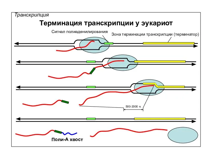 Транскрипция Терминация транскрипции у эукариот Сигнал полиаденилирования Зона терминации транскрипции (терминатор) 500-2000 н. Поли-А хвост