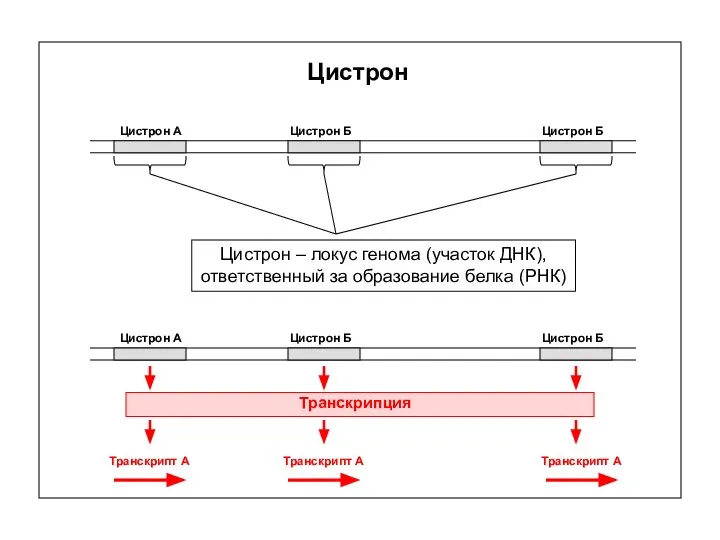 Цистрон Цистрон – локус генома (участок ДНК), ответственный за образование белка