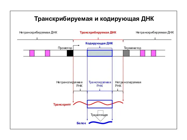 Транскрибируемая и кодирующая ДНК Промотор Терминатор Транскрибируемая ДНК Транскрипт Нетранскрибируемая ДНК