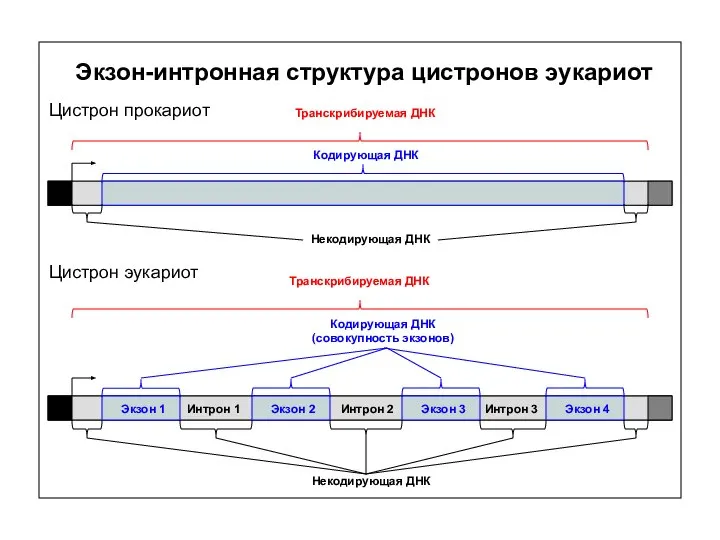 Экзон-интронная структура цистронов эукариот Транскрибируемая ДНК Кодирующая ДНК Цистрон прокариот Транскрибируемая