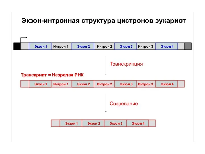 Экзон-интронная структура цистронов эукариот Экзон 1 Экзон 2 Экзон 3 Экзон