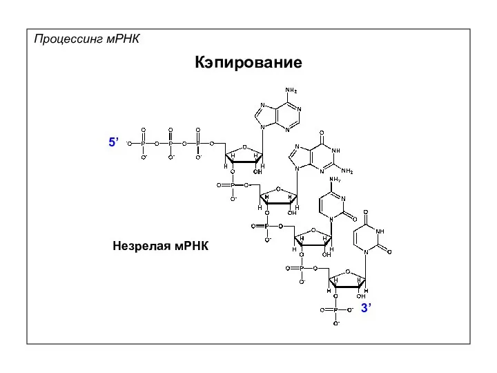 Процессинг мРНК Кэпирование 3’ 5’ Незрелая мРНК