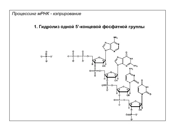 Процессинг мРНК - кэприрование 1. Гидролиз одной 5’-концевой фосфатной группы