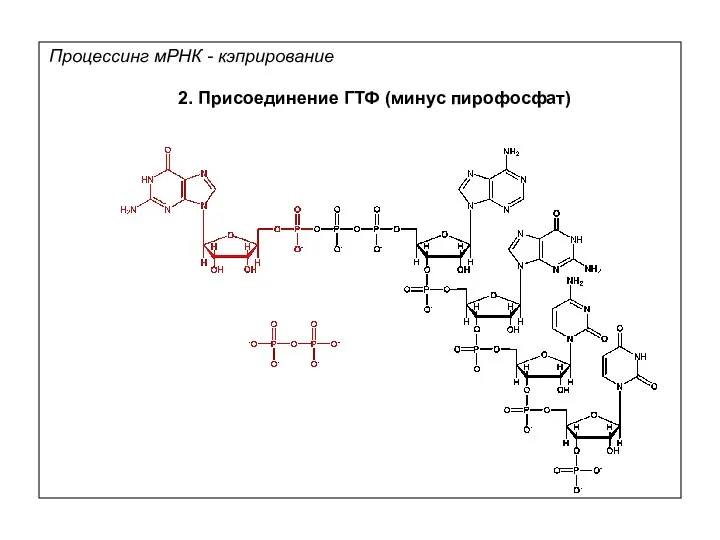 2. Присоединение ГТФ (минус пирофосфат) Процессинг мРНК - кэприрование