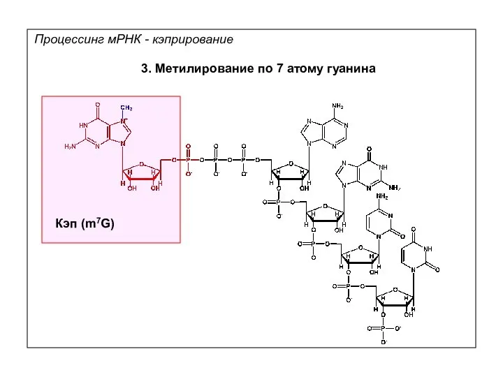 3. Метилирование по 7 атому гуанина Процессинг мРНК - кэприрование Кэп (m7G)