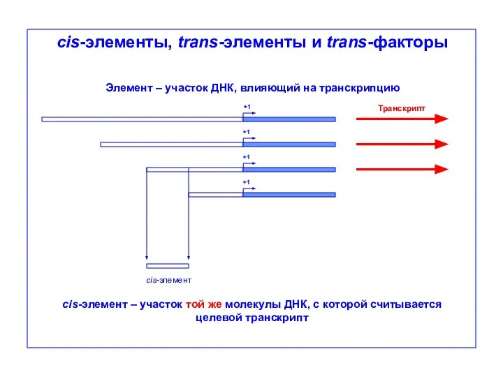 cis-элементы, trans-элементы и trans-факторы +1 +1 +1 +1 Транскрипт сis-элемент сis-элемент