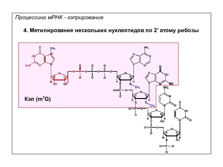 4. Метилирование нескольких нуклеотидов по 2’ атому рибозы Кэп (m7G) Процессинг мРНК - кэприрование