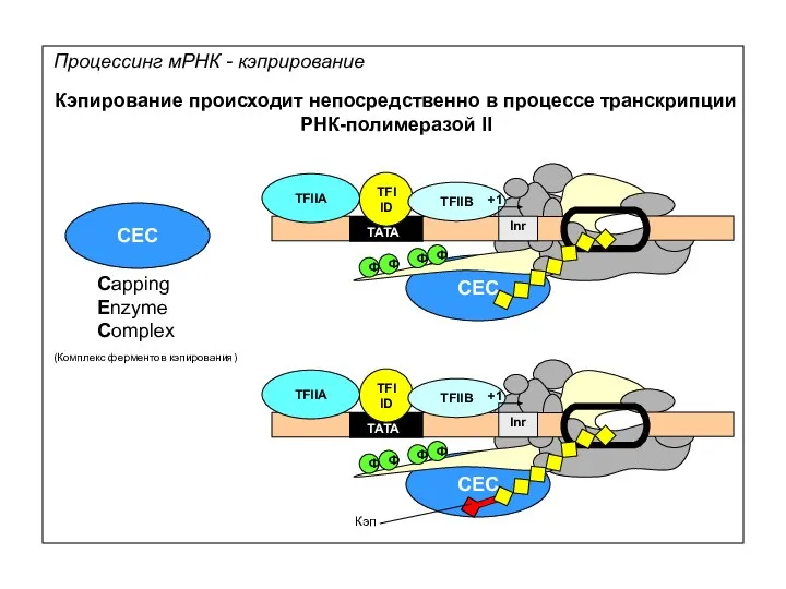 CEC Кэпирование происходит непосредственно в процессе транскрипции РНК-полимеразой II Процессинг мРНК