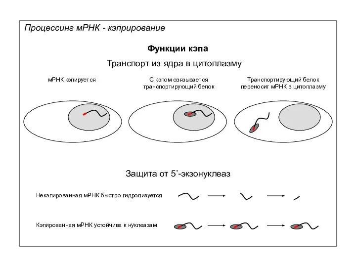 Процессинг мРНК - кэприрование Функции кэпа Транспорт из ядра в цитоплазму