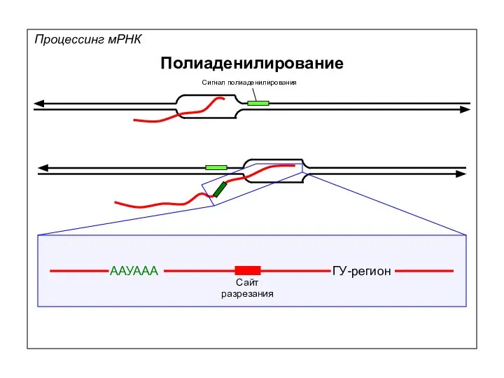 Процессинг мРНК Полиаденилирование Сигнал полиаденилирования ААУААА ГУ-регион Сайт разрезания