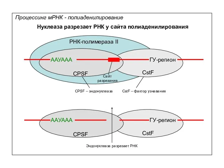 Процессинг мРНК - полиаденилирование Нуклеаза разрезает РНК у сайта полиаденилирования ААУААА