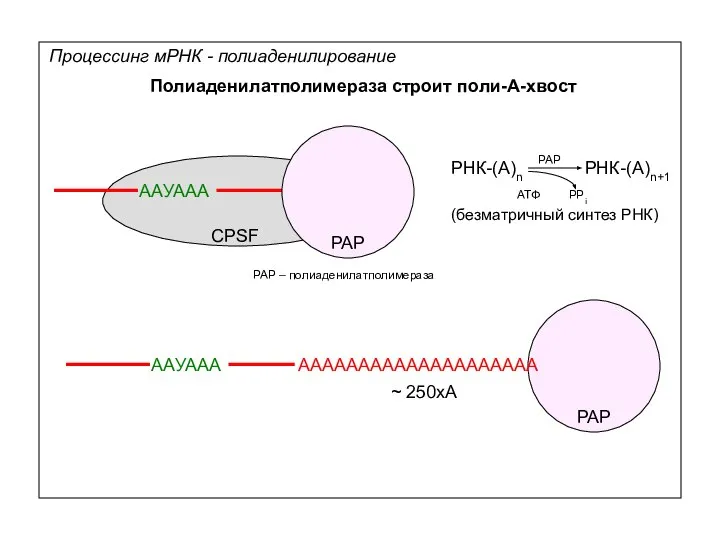 ААУААА CPSF PAP PAP – полиаденилатполимераза Процессинг мРНК - полиаденилирование Полиаденилатполимераза