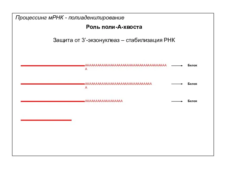 Процессинг мРНК - полиаденилирование Роль поли-А-хвоста Защита от 3’-экзонуклеаз – стабилизация