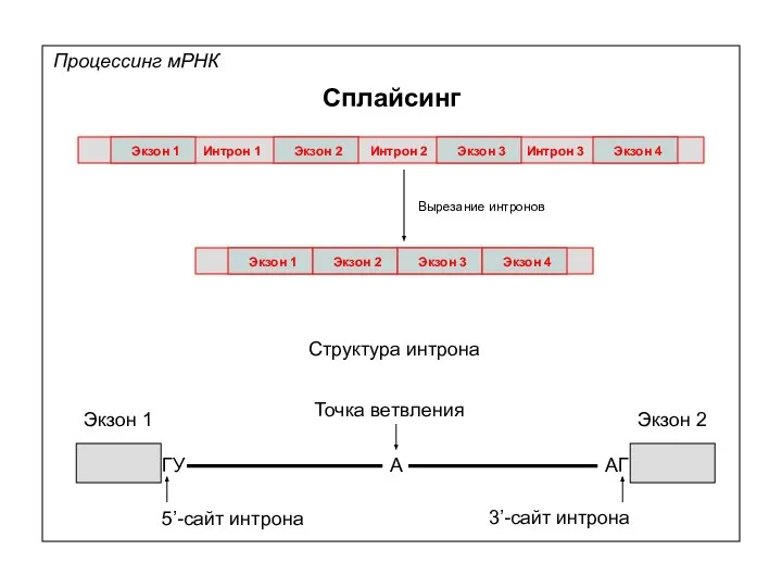 Процессинг мРНК Сплайсинг Экзон 1 Экзон 2 Экзон 3 Экзон 4