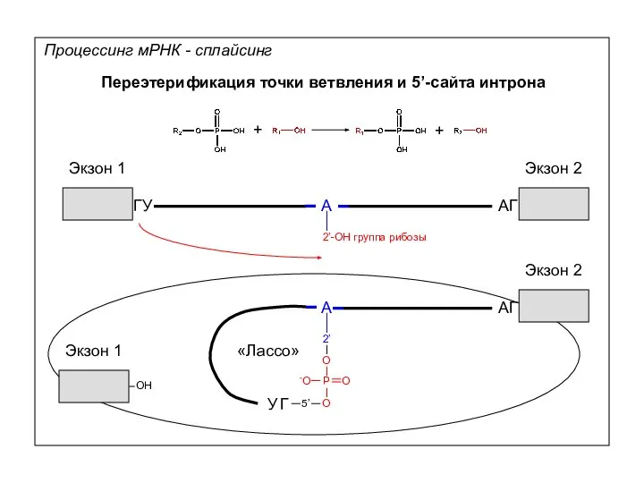 Процессинг мРНК - сплайсинг Переэтерификация точки ветвления и 5’-сайта интрона Экзон