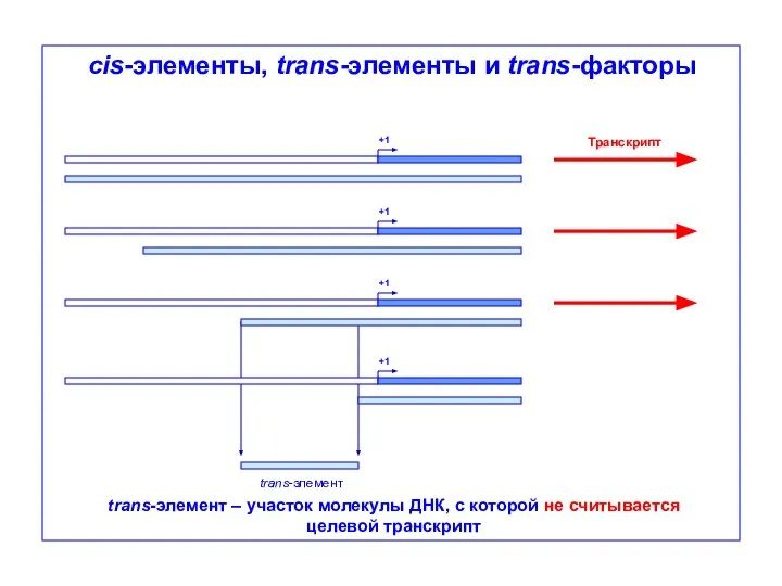 cis-элементы, trans-элементы и trans-факторы Транскрипт trans-элемент +1 +1 +1 +1 trans-элемент