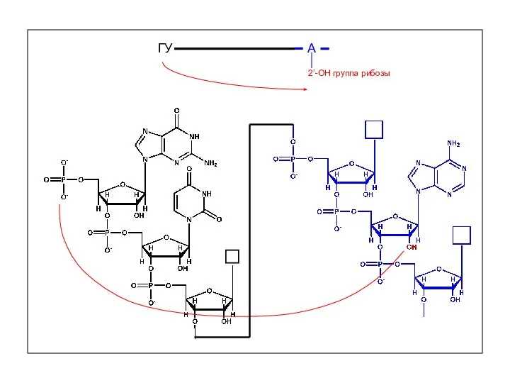 А 2’-OH группа рибозы ГУ