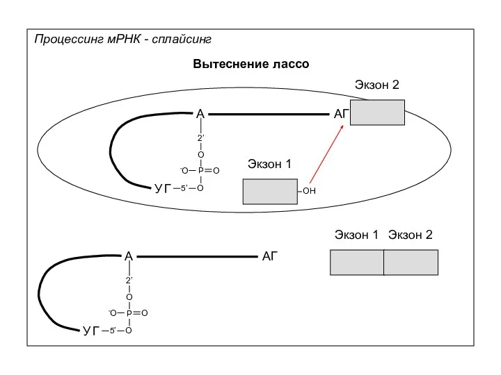 Процессинг мРНК - сплайсинг Вытеснение лассо Экзон 1 Экзон 2 А