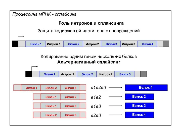 Процессинг мРНК - сплайсинг Роль интронов и сплайсинга Экзон 1 Экзон