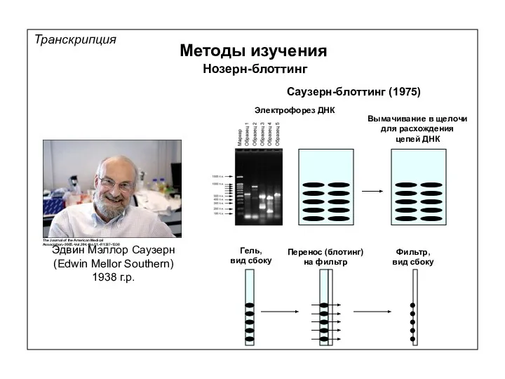 Транскрипция Методы изучения Нозерн-блоттинг Саузерн-блоттинг (1975) Электрофорез ДНК Гель, вид сбоку