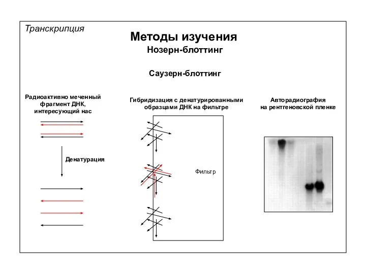 Транскрипция Методы изучения Нозерн-блоттинг Саузерн-блоттинг Радиоактивно меченный фрагмент ДНК, интересующий нас