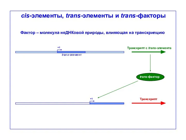 cis-элементы, trans-элементы и trans-факторы Фактор – молекула неДНКовой природы, влияющая на