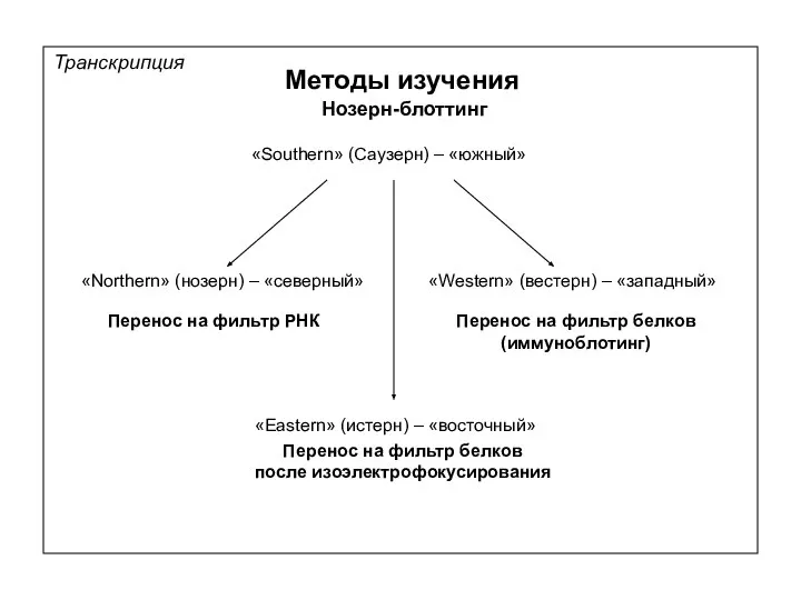 Транскрипция Методы изучения Нозерн-блоттинг «Southern» (Саузерн) – «южный» «Northern» (нозерн) –