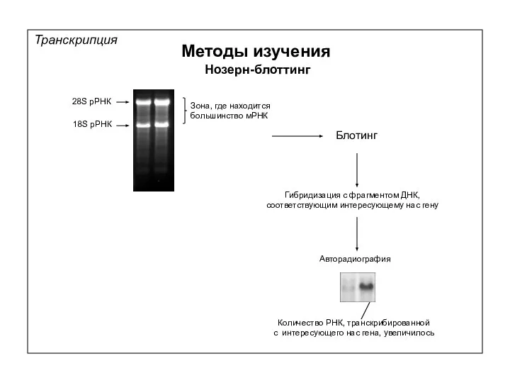 Транскрипция Методы изучения Нозерн-блоттинг 28S рРНК 18S рРНК Зона, где находится