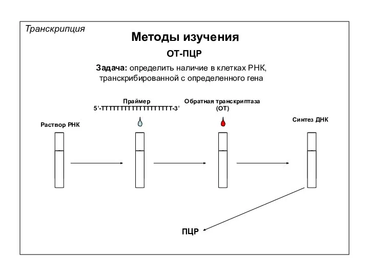 Транскрипция Методы изучения ОТ-ПЦР Раствор РНК Праймер 5’-ТТТТТТТТТТТТТТТТТТТ-3’ Обратная транскриптаза (ОТ)