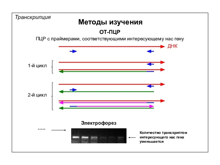 Транскрипция Методы изучения ОТ-ПЦР ПЦР с праймерами, соответствующими интересующему нас гену