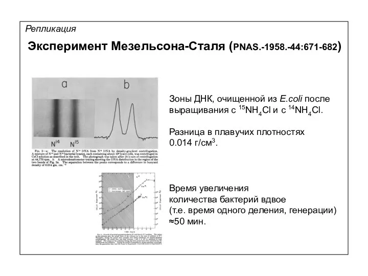 Репликация Зоны ДНК, очищенной из E.coli после выращивания с 15NH4Cl и