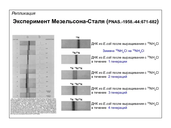 Репликация ДНК из E.coli после выращивания с 15NH4Cl ДНК из E.coli