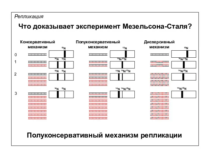 Репликация Что доказывает эксперимент Мезельсона-Сталя? 0 1 2 3 Дисперсивный механизм