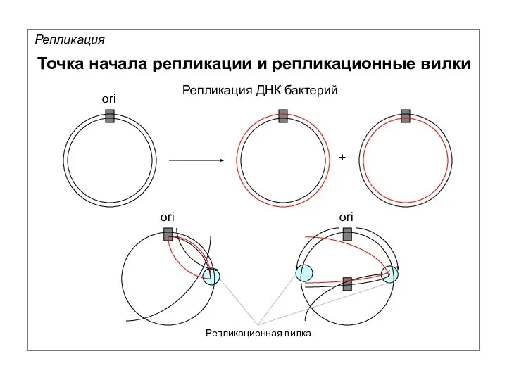 Репликация Точка начала репликации и репликационные вилки ori Репликация ДНК бактерий + Репликационная вилка