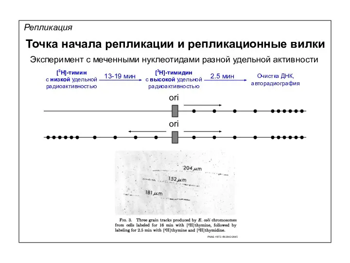 13-19 мин Репликация Точка начала репликации и репликационные вилки ori ori