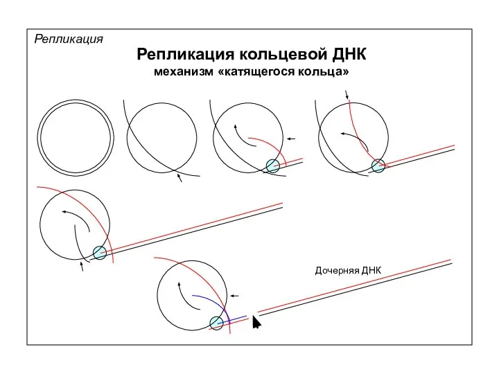 Репликация Репликация кольцевой ДНК механизм «катящегося кольца» Дочерняя ДНК