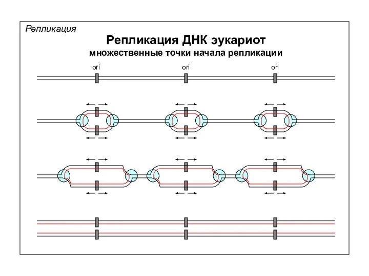 Репликация Репликация ДНК эукариот множественные точки начала репликации ori ori ori