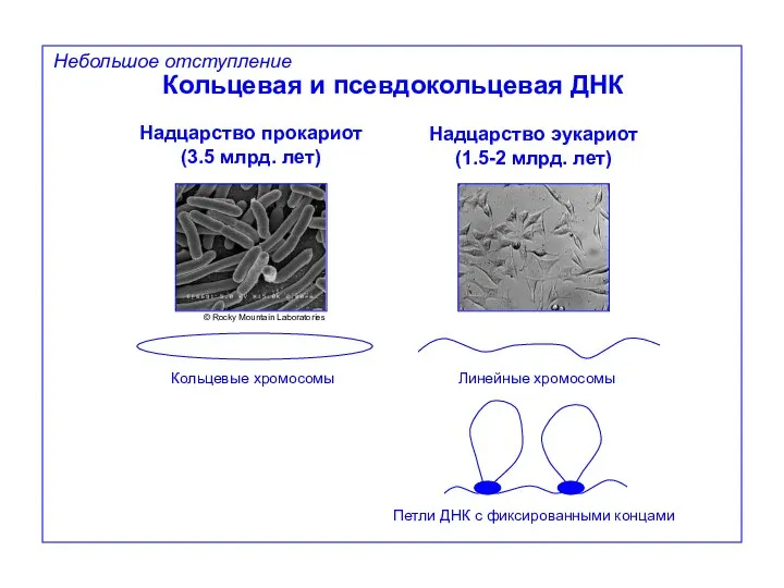 Небольшое отступление Кольцевая и псевдокольцевая ДНК Надцарство прокариот (3.5 млрд. лет)